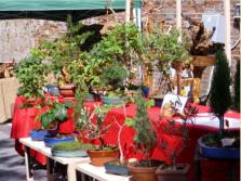 Stand Massa Marittimo